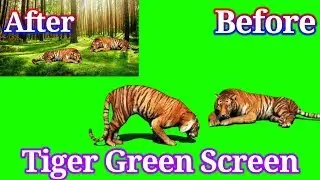 Tiger Green Screen | Green Screen Tiger Effect | Tiger Green Screen Effect