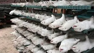 Amazing Mink Farming Technique / Mink Fur Harvest and Processing in Factory / A Part of soul