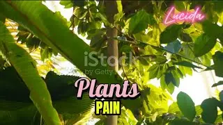 30 JUIL. C - Les plantes ressentent-elles la douleur&nbsp;? Une r&eacute;v&eacute;lation scientifique surprenante&nbsp;!