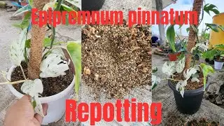 Repotting my epipremnum pinnatum marble in bigger pot! Its growing very fast and healthy!