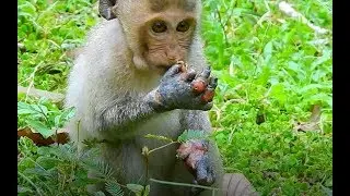 Update Poor baby Monkey janet