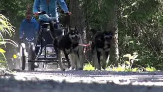 Husky Village - Summer