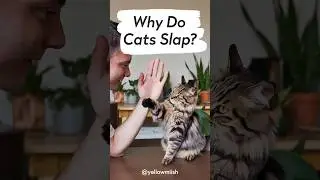 поведение кошек | почему кошки шлепают #кошки #кот #котенок @catslap6269
