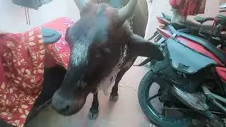 Cow drinking water in bucket Part-7