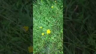 Meet the Canadian hawkweed, a tough little wildflower with a bright side! #NovascotiaFlowers