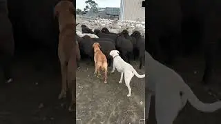Real Working Dogs Herding Sheep on Open Farm Track