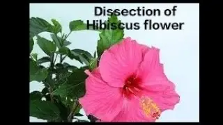 Dissection of Hibiscus🌺 flower(rosa sinensis) #subscribe #like #comments #education #science #share