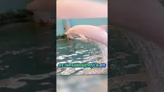 Розовый дельфин &laquo;Пинки&raquo; из Луизианы &mdash; альбинизм, уникальные кадры и опасность от катеров