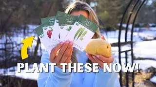 What to Plant in February (Cold, Mild, Warm Climates)