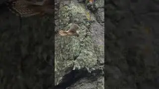 Peregrine Falcon HOVERING! Unbelievable Air Stability! #Peregrine #Falcon #Nature #learning
