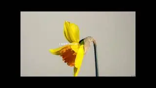 ALWAYS- wet chris, flower timelapse