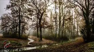 Free Autmn Nature Rain Video. Follow my Pixabay link in description to Download this & 100s more.