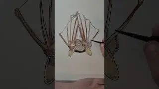 Elgin Public Museum - Endangered Illinois: Long Eared Bat by Heather Dorsch