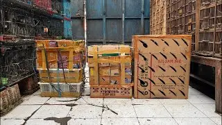 BONGKARAN FULL MASUK BURUNG, ANIS MERAH TROTOL, KONIN METATOL, ANIS KEMBANG DLL