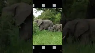 Elephant Video #youtubeshorts  #shorts #short
