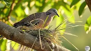 The Beauty of Birds Creating Their Nest | One of the Most Relaxing Nature Videos