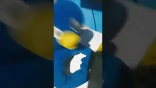 Pablo Tangles Ekans - Memes