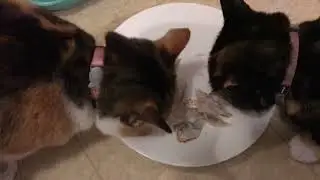 Cats love Crappie fish