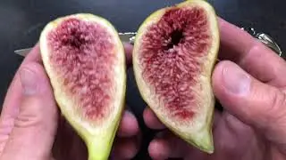 french fig farm: Longue d'Août