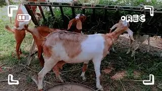 DIY pakainan ng kambing