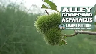 Alley Cropping Asparagus with Mark Shepard