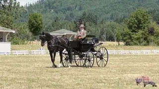 Mark Schmidt; the Combined Driving Event at Inavale 2019
