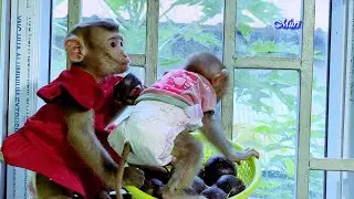Look at Monkey Muri and Bela, what are they doing?😂😂😂