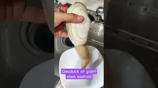 giant clam or geoducks ##clamshell #shorts #shortvideo #shortsviral