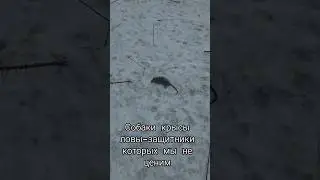 Собаки &mdash; наш щит от грызунов.