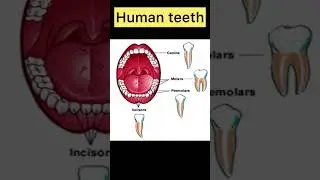 Human teeth #evs#animals #biology #human #shorts