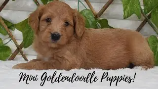 Mini Goldendoodle Puppies! Available September 3