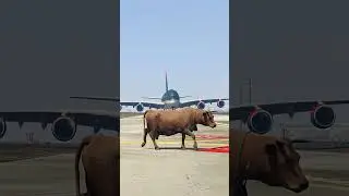 Unbelievable! Cow on Runway During Plane Landing