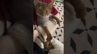 Pets Being Silly!