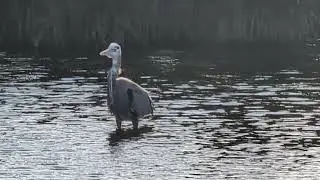 Great Blue Heron Stands by Red Mangroves, 1 Wing Out at Black Point Wildlife Drive, Merritt Island 