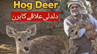 An Introduction of Hog Deer | Hog Deer Ka Taruf | Why Hog Deer Is Called Hog Deer | Daldali Hirana