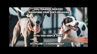 Stop Wasting Money on Dog Training | Try This Instead