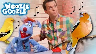 Warum singen V&ouml;gel? l WOOZLE GOOZLE