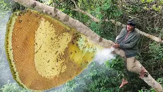 Harvesting natural Honey Bee Hive From Mountain Goes Market Sell