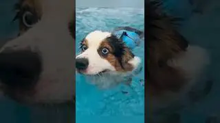 Funny Dog in Water: Can't Swim, Won't Drown🙈😂 #shorts
