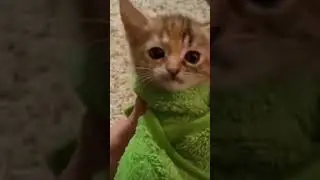 #шаурма #кот #мем #мемы
