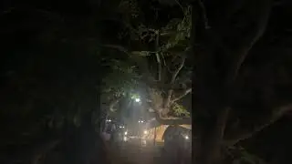 L&rsquo;arbre du platane &agrave; Bursa (&Ccedil;ınar Ağacı) 🌳🇹🇷