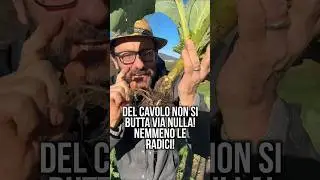Le RADICI dei CAVOLI si MANGIANO: non buttarle! Orto a spreco zero.