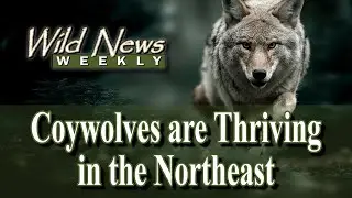 Восточный койот (гибрид волка) процветает на северо-востоке: Wild News Weekly
