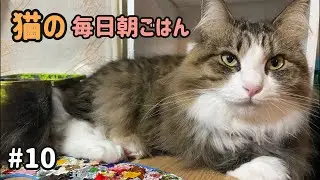 猫の毎日朝ごはん生配信！【#10】 2026.1.16