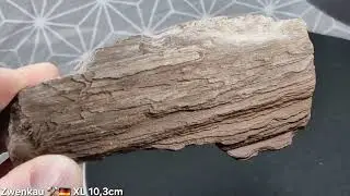 Fossilized wood XL 10,3cm 🪵 Zwenkau ⚒️ Saxony 🇩🇪 -- www.rossminerals.com -- 🇬🇧 🇩🇪 🇨🇵 🇮🇹 🇨🇿