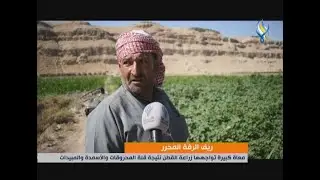 ريف الرقة المحرر...معاناة كبيرة تواجهها زراعة القطن نتيجة قلة المحروقات والأسمدة والمبيدات