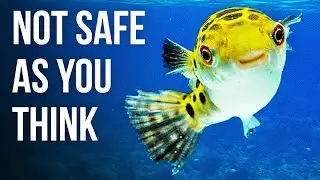 15 Most Poisonous Underwater Creatures in the World