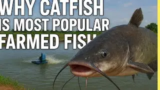 Why Catfish Is the MOST Popular Farmed Fish Worldwide 