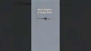 Indus blind dolphin #dolphin #wildlife #riverindus