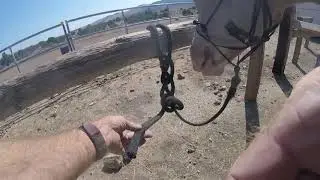 Catching my horse and spraying fly spray